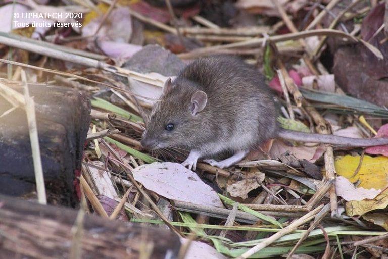 Téma La Taille Du Rat Origine Le rat brun ou Rattus Norvegicus – Info rongeurs