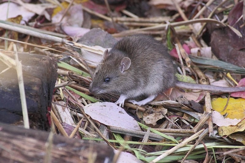 habitat du rat domestique