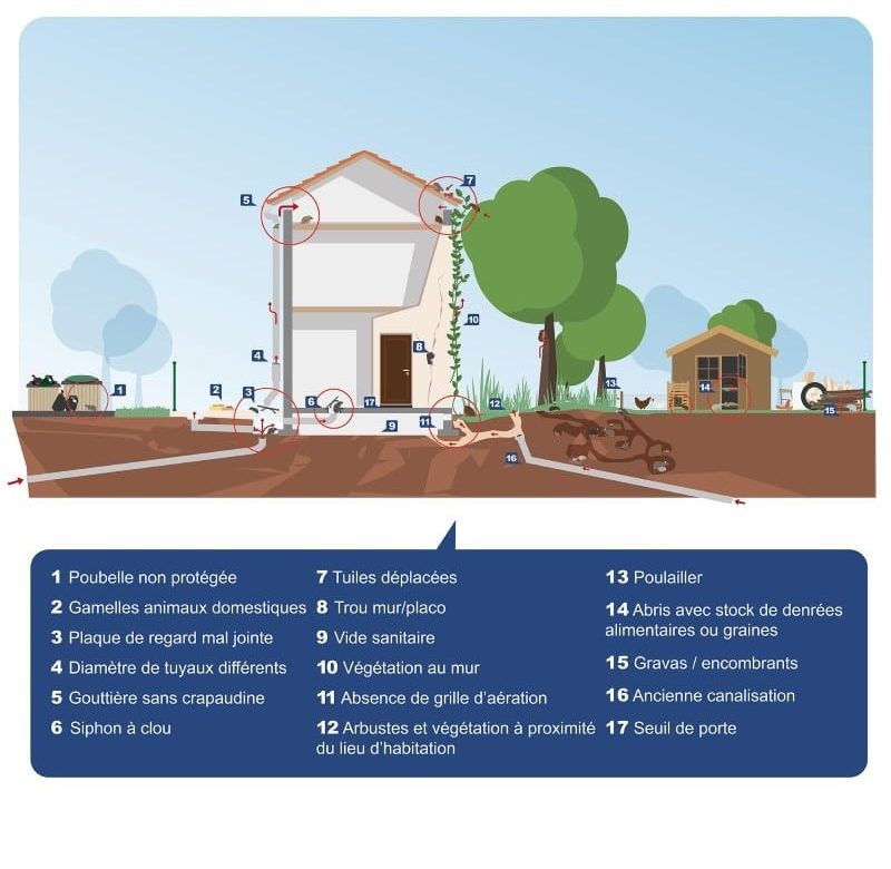 Des rongeurs ont infiltré mon logement : quelles sont les solutions ?