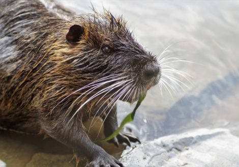 Le rat-taupe nu est peut-être laid mais on vient de lui découvrir