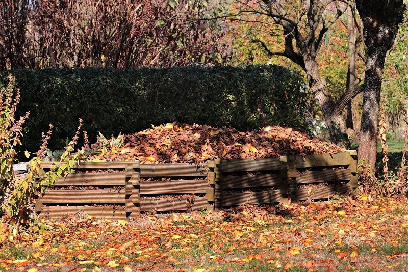 PROLIFERATION RONGEURS POULAILLERS COMPOST