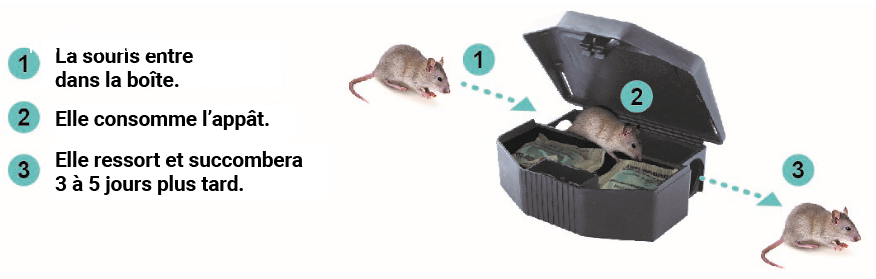 Subito - Boîte d'appâtage pour rats et souris sécurisé par fermeture à clef