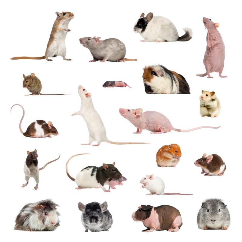 Rongeurs : les espèces de rats et de souris - Rats & Souris